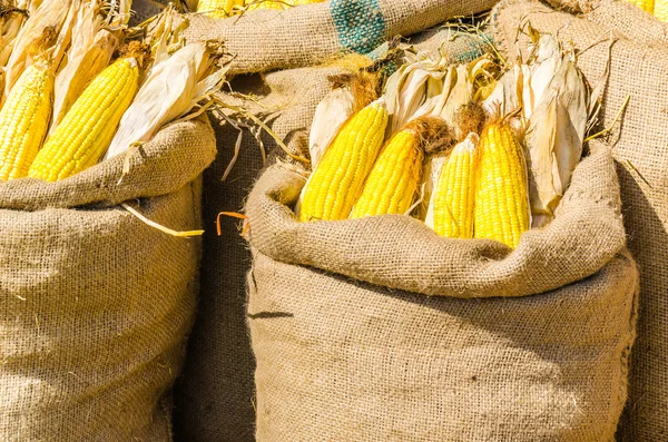 Yellow corn — Stock Photo, Image