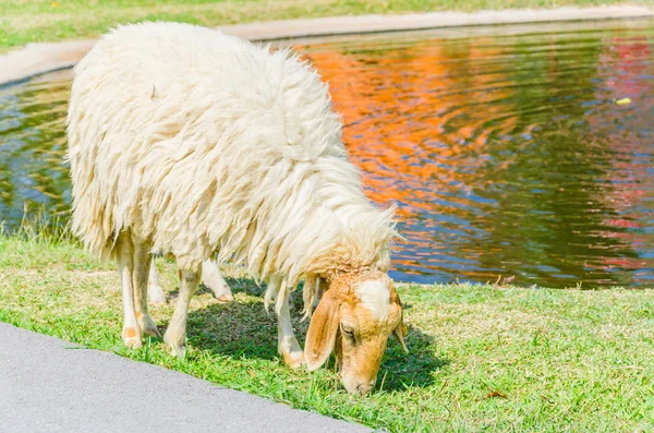 Ovce na trávě — Stock fotografie
