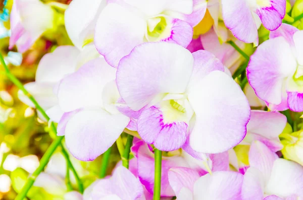 Orchideebloemen — Stockfoto