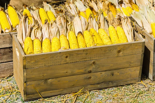 Žlutá kukuřice — Stock fotografie