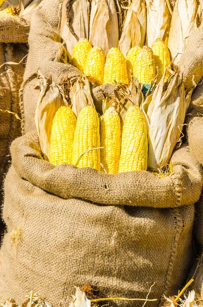 Gele maïs — Stockfoto