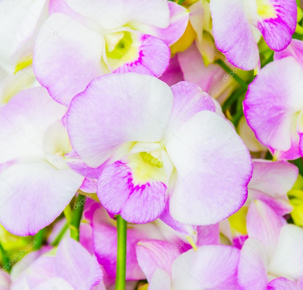 Orchid flowers Stock Photo by ©mrsiraphol 39618311