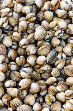 deniz tarağı arkaplanı