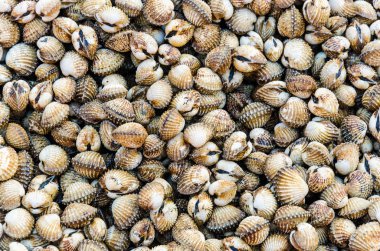 deniz tarağı arkaplanı