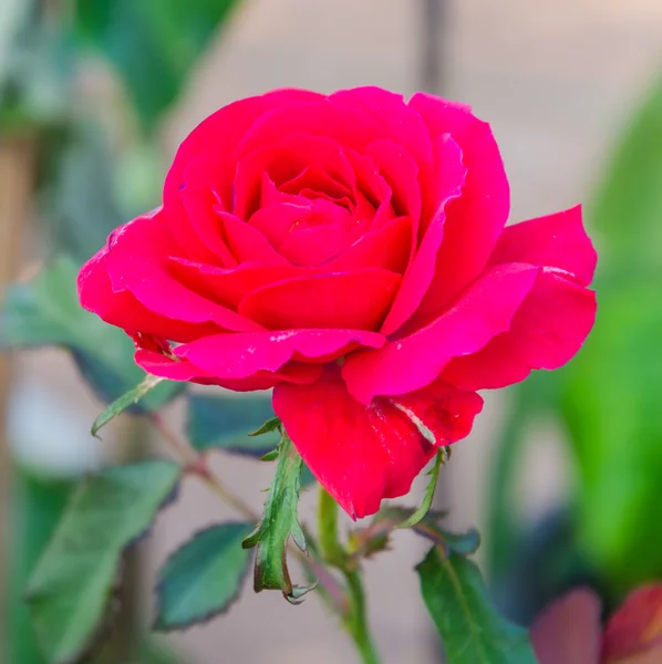 Rote Rose — Stockfoto