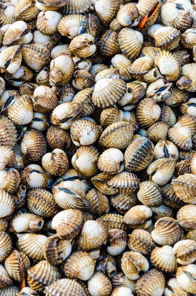 deniz tarağı arkaplanı