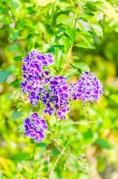 Flores roxas — Fotografia de Stock