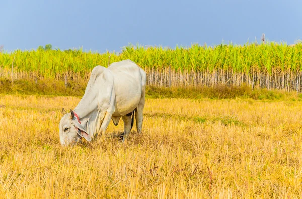 Cow on field — Stock Photo, Image