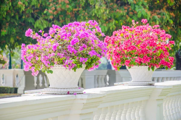 ブーゲンビリアの花 — ストック写真