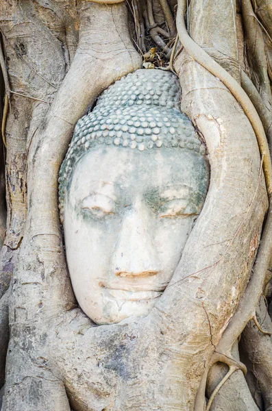 Buddha head statue — Stock Photo, Image