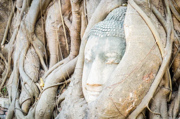 Statua testa di Buddha — Foto Stock