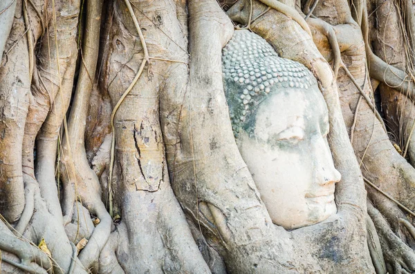 Buddha cap statuie — Fotografie, imagine de stoc