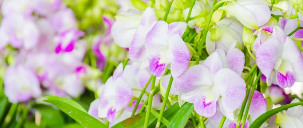 Flores de orquídeas — Fotografia de Stock