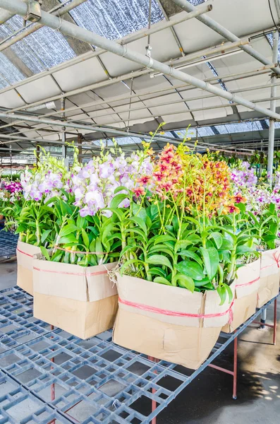 Orchideenblüten — Stockfoto