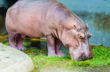 Hippo Hayvanat Bahçesi