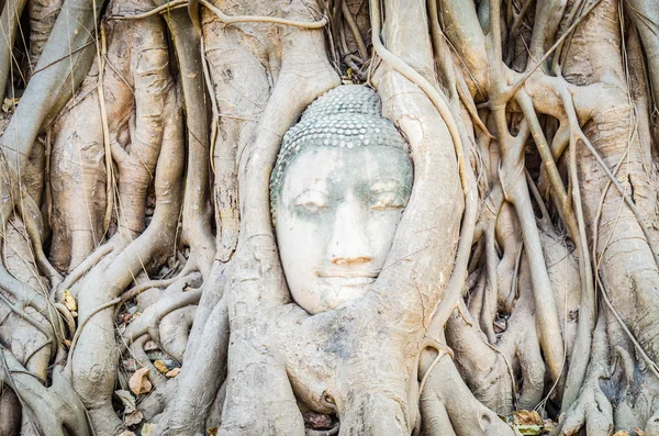 Estatua de cabeza Buddha — Foto de Stock