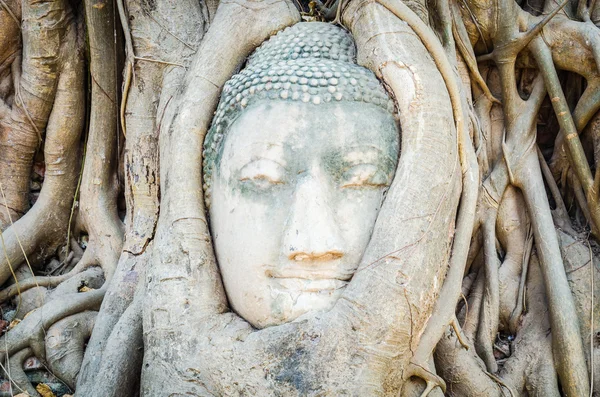 Buddhastatyn i huvudet — Stockfoto