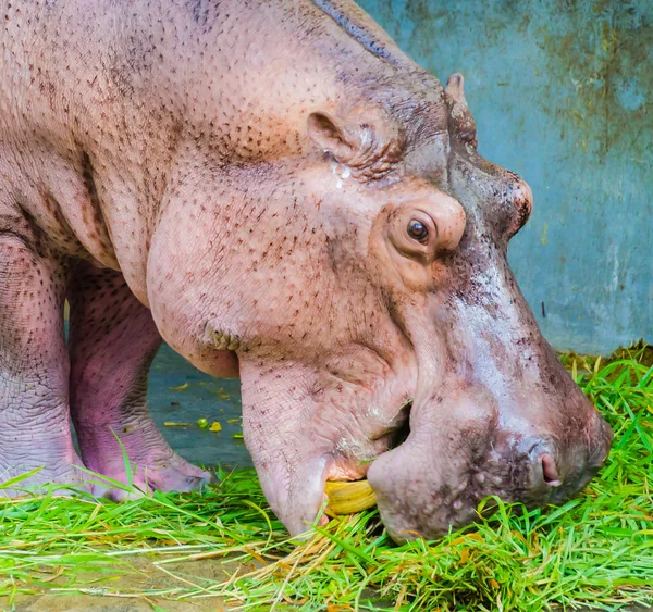 Hippo in the zoo — Stock Photo, Image