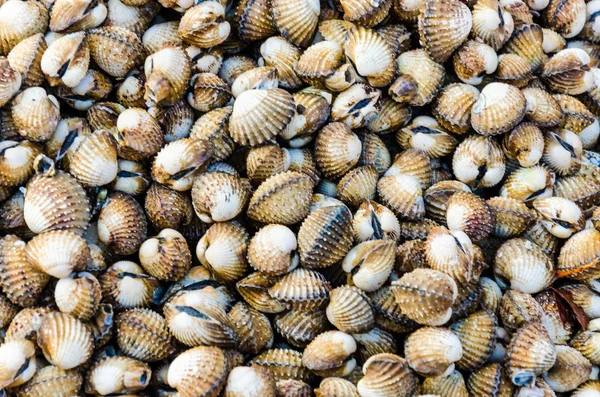 deniz tarağı arkaplanı