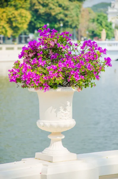 Bougainvillea Blume in der Vase — Stockfoto