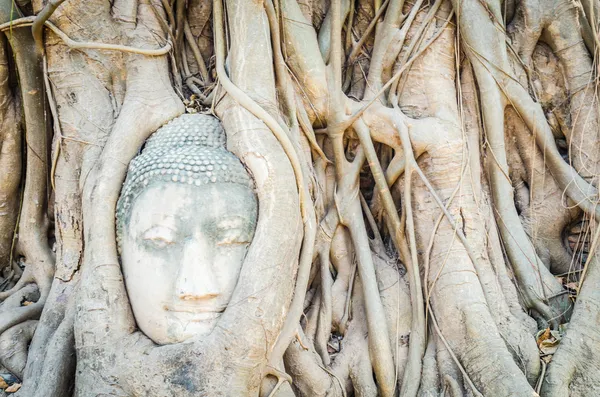 Statua testa di Buddha — Foto Stock