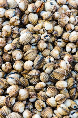 tarak arka plan dokusu