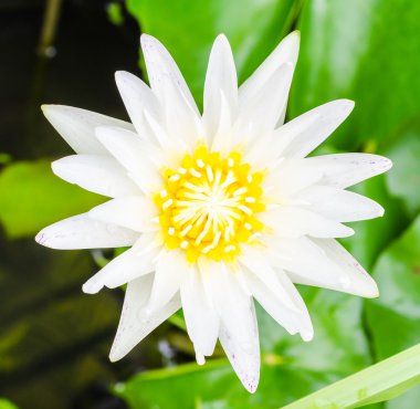 Lotus