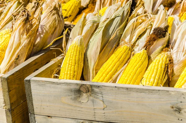 Yellow corn — Stock Photo, Image