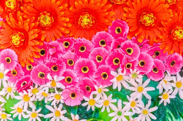 Flowers background — Stock Photo, Image