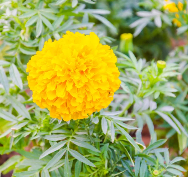 Marigold flower — Stock Photo, Image