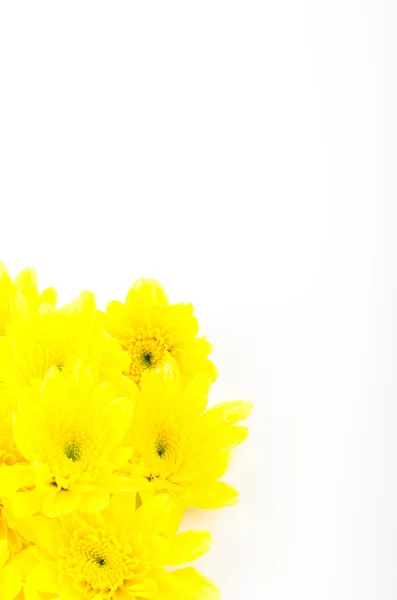 Yellow flower — Stock Photo, Image