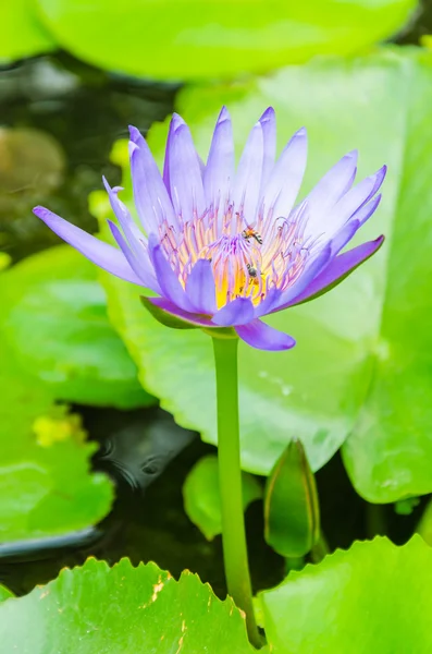 Flor de lótus — Fotografia de Stock