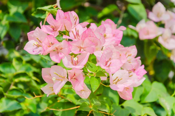 Bougainvillea bloem — Stockfoto