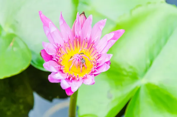 Flor de loto —  Fotos de Stock