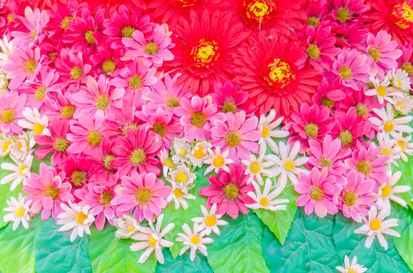 Flowers background — Stock Photo, Image