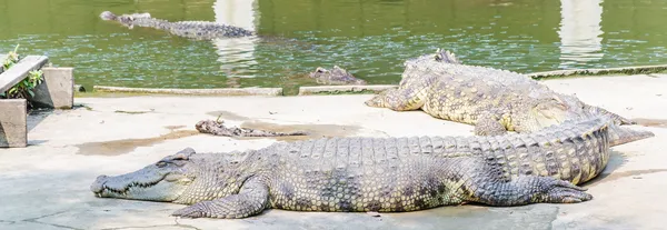 Krokodil — Stockfoto