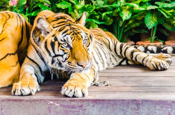 Tiger in the zoo — Stock Photo, Image