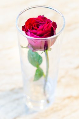 kırmızı gül çiçek