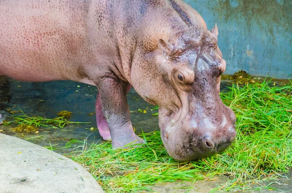 Hippo in the zoo — Stock Photo, Image