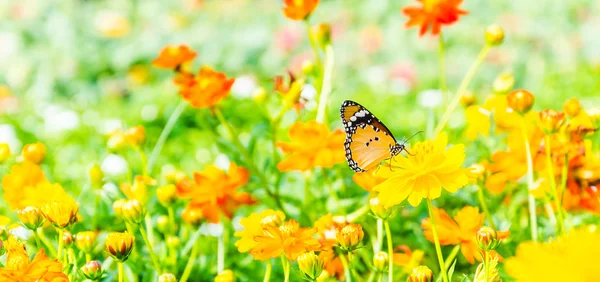 Schmetterling auf den Blumen — Stockfoto