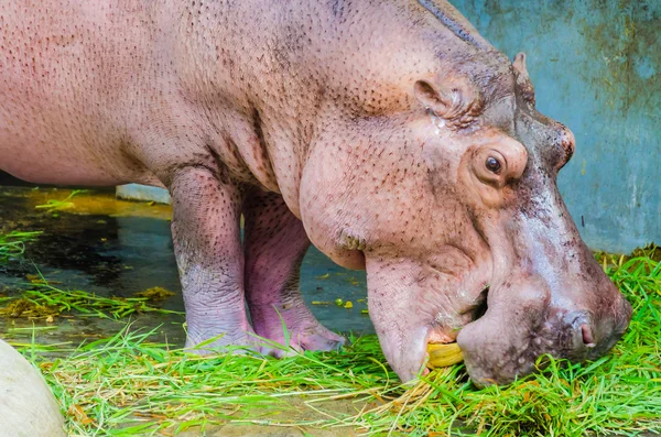 Hippo in the zoo — Stock Photo, Image