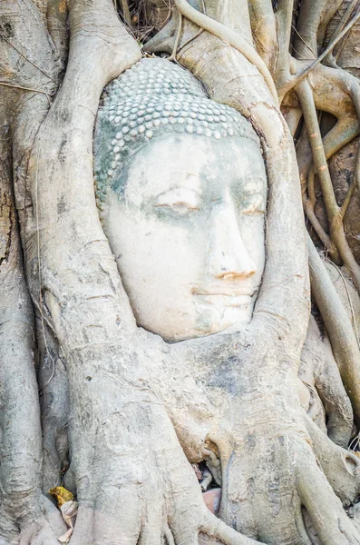 Statua testa di Buddha — Foto Stock