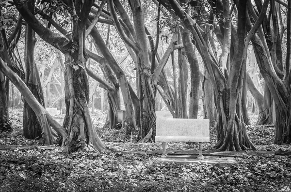 Bench in the park — Stock Photo, Image