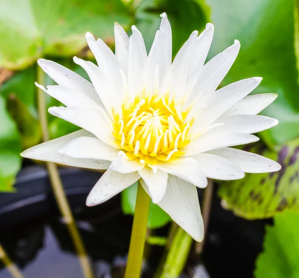 Lotus — Stockfoto