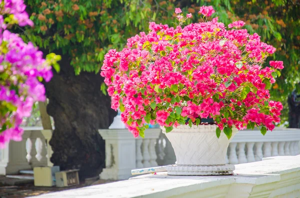 Bougainvillea flores en jarrón — Foto de Stock