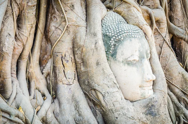 Buddhan pää patsas — kuvapankkivalokuva