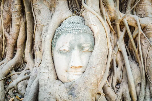Buddha-Kopf-Statue — Stockfoto