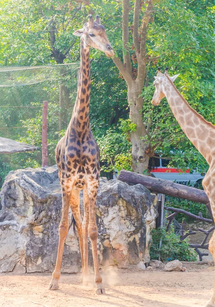 Giraffe im Zoo — Stockfoto