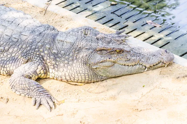 Cocodrilo cerca del agua —  Fotos de Stock