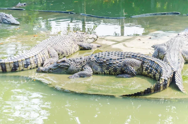 Krokodillen in de dierentuin — Stockfoto